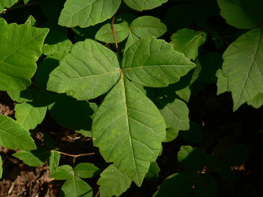 {Rhus aromatica}